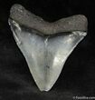 Inch Venice Florida Megalodon Tooth #925-1